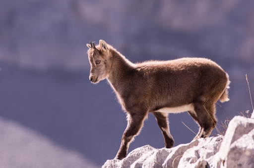 2014-10-06 / jfaillard
jfaillard [ Faune sauvage ]
