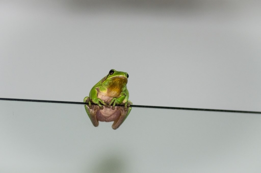 2015-04-13 / LeBernard
LeBernard [ Faune sauvage ]
