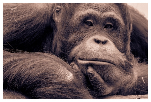 2013-08-18 / Gko
Gko [ Zoo et parcs animaliers ]
