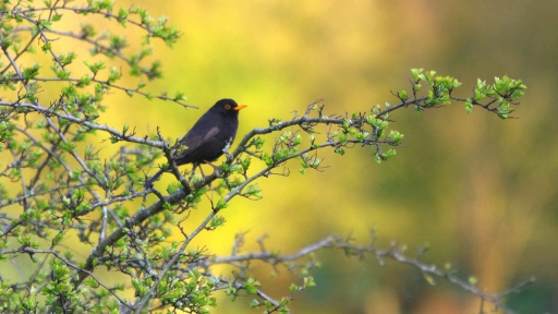 2021-04-22 papa
papa [Faune sauvage]
