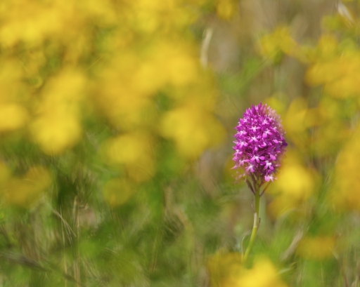 2019-06-14 Olilignan
Olilignan Les photos de la sortie Macro-Proxi 2019 ( du 30 Mai au 1er Juin)
