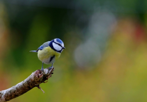 2020-04-004 papy57
papy57  [Faune sauvage]
