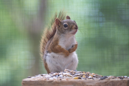 2022-08-11 Hermès
Hermès [Animaux domestiques ou captifs]
