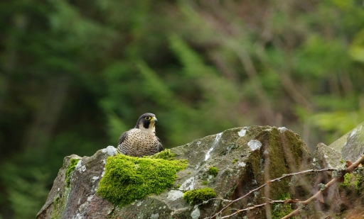 2019-03-07 papy57
papy57 [Faune sauvage]
