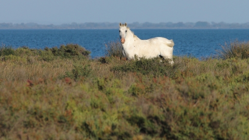 2022-11-24 papa
papa [Faune sauvage]
