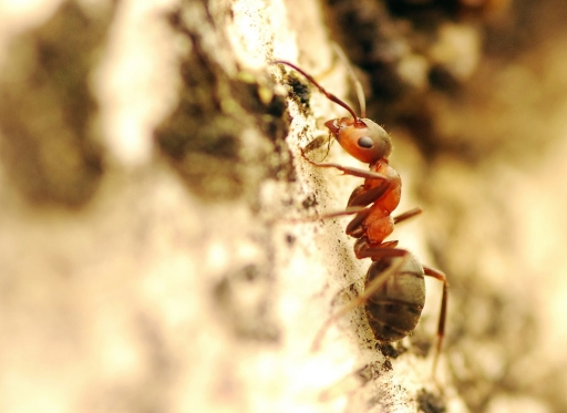 2024-02-15 Hermès
Hermès [Macro et proxiphotographie nature]
