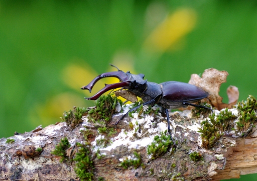 2021-06-17 papy57
papy57 [Macro et proxiphotographie nature]
