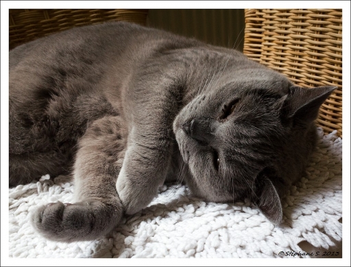 2013-06-16
MouLaG Ofr [ Animaux de compagnie ]
