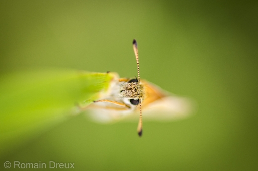 2014-06-16 / romain31
romain31 [ Macro et proxi-photo ]
