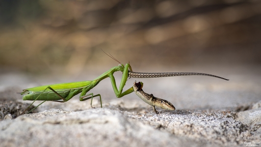 2019-09-24 Daenelyn
Daenelyn [Macro et proxiphotographie nature]
