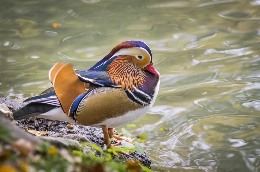 2015-12-07 / galuchar
galuchar [Animaux domestiques ou captifs]
