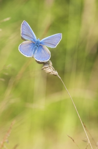 2013-08-25 / elficologue
elficologue  [ Macro et proxi-photo ]

