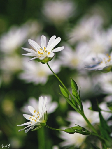 2017-04-28 CarpoDingo
CarpoDingo [Flore et Botanique]
