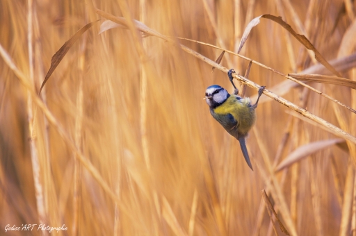 2022-01-06  CarpoDingo
CarpoDingo [Faune sauvage]
