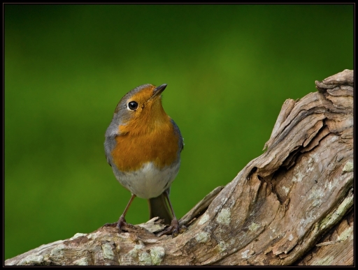 2013-02-04 / lolo26
lolo26 [faune sauvage]
