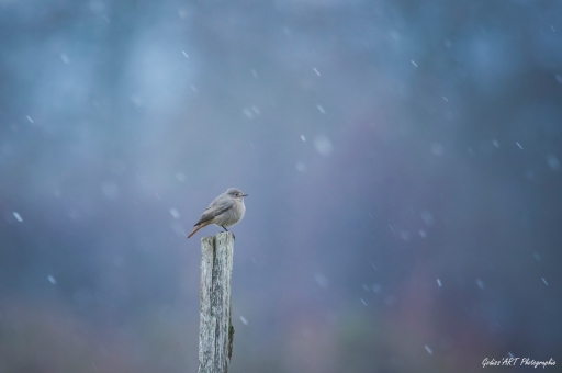 2021-03-04 CarpoDingo
CarpoDingo [Faune sauvage]

