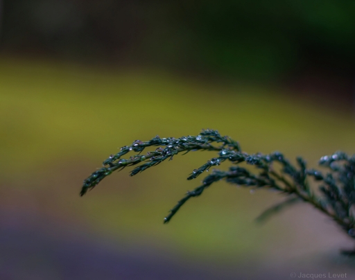 2024-01-25 Pech_les oies
Pech_les oies  [Macro et proxiphotographie nature]
