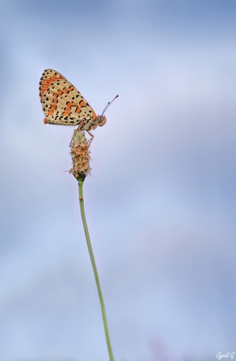 2017-08-01 CarpoDingo
CarpoDingo [Macro et proxiphotographie nature]
