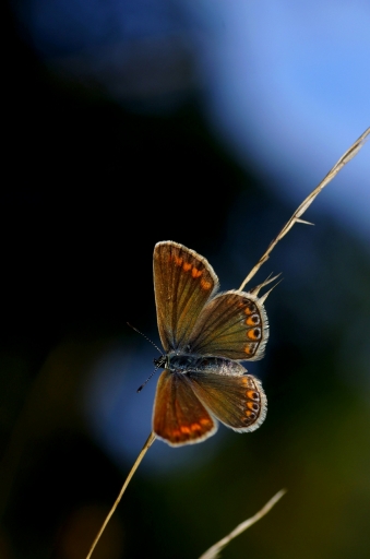 2023-09-21 papy57
papy57 [Macro et proxiphotographie nature]
