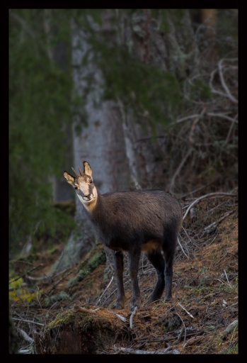 2013-11-11 / randos74
randos74  [ Faune sauvage ]
