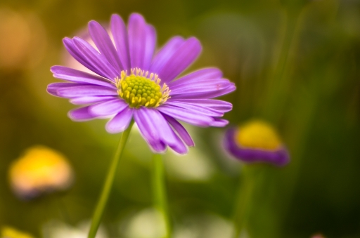 2013-05-05 / miczfr
miczfr  [ Fleurs ]
