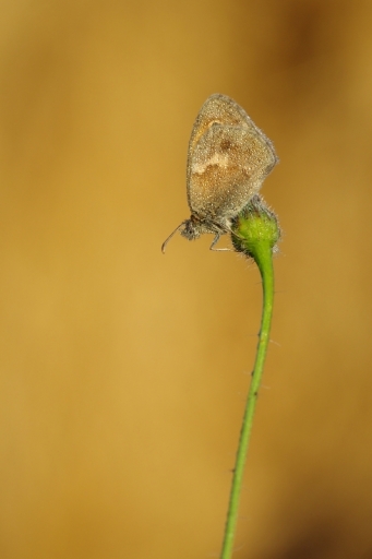 2013-08-27 / torr penn
torr penn  [ Macro et proxi-photo ]
