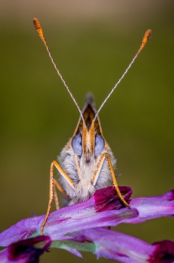 2013-05-05 / olilignan
olilignan [ Macro et proxy-photo ]
