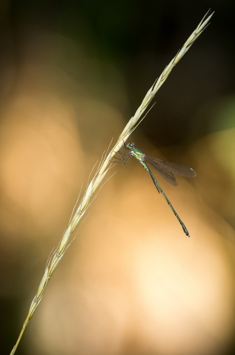 2013-08-20 / Olilignan
Olilignan [ Macro et proxi-photo ]
