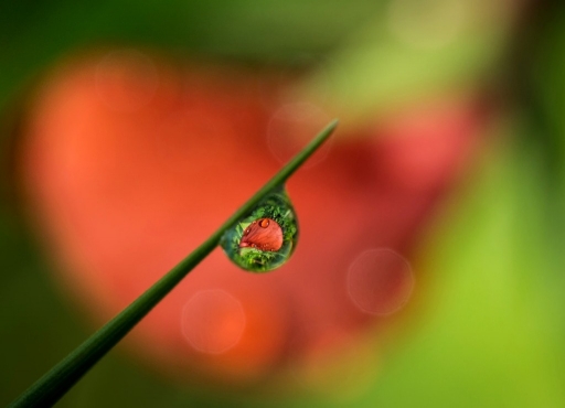 2013-04-08 / olilignan
olilignan [ Macro et proxi-photo ]
