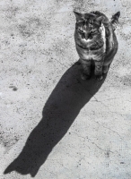 Nom du fichier=15022207092213410712998283.jpg
Taille du fichier=345Ko
Dimensions : 749x1024
Ajouté le : 22 Février 2015 15022207092213410712998283.jpg