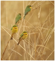 Nom du fichier=17010405380313189014748436.jpg
Taille du fichier=190Ko
Dimensions : 921x1024
Ajouté le : 06 Janvier 2017 17010405380313189014748436.jpg