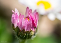 Nom du fichier=1803220923435667315627020.jpg
Taille du fichier=317Ko
Dimensions : 1024x731
Ajouté le : 22 Mars 2018 1803220923435667315627020.jpg