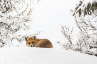 Nom du fichier=18033004023622136515639494.jpg
Taille du fichier=332Ko
Dimensions : 1024x681
Ajouté le : 30 Mars 2018 18033004023622136515639494.jpg