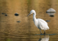 Nom du fichier=21162479522_56228170ef_o.jpg
Taille du fichier=311Ko
Dimensions : 1024x726
Ajouté le : 06 Septembre 2015 21162479522_56228170ef_o.jpg