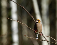 Nom du fichier=22011208532026064817748210.jpg
Taille du fichier=429Ko
Dimensions : 1280x1026
Ajouté le : 12 Janvier 2022 22011208532026064817748210.jpg