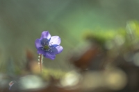 Nom du fichier=24022807000624958918364782.jpg
Taille du fichier=310Ko
Dimensions : 1200x800
Ajouté le : 28 Février 2024 24022807000624958918364782.jpg