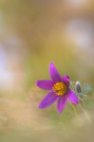 Nom du fichier=24032706114224958918378582.jpg
Taille du fichier=252Ko
Dimensions : 667x1000
Ajouté le : 27 Mars 2024 24032706114224958918378582.jpg