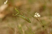 Nom du fichier=44253305675_66de704b59_o.jpg
Taille du fichier=128Ko
Dimensions : 1024x681
Ajouté le : 08 Octobre 2018 44253305675_66de704b59_o.jpg