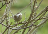 Nom du fichier=50WQRb-avec-la-plume.jpg
Taille du fichier=411Ko
Dimensions : 1024x725
Ajouté le : 03 Avril 2024 50WQRb-avec-la-plume.jpg