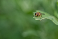 Nom du fichier=52114945521_eca2773138_o.jpg
Taille du fichier=352Ko
Dimensions : 1280x854
Ajouté le : 01 Juin 2022 52114945521_eca2773138_o.jpg