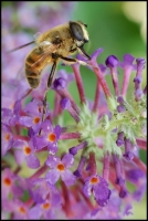 Nom du fichier=lxhw9lu85x7hy7i849-imgp4380lr4.jpg
Taille du fichier=183Ko
Dimensions : 664x990
Ajouté le : 12 Août 2013 lxhw9lu85x7hy7i849-imgp4380lr4.jpg