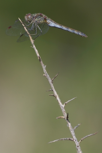 2012-10-13 / Netgabe
Par Netgabe dans [ Macro et proxi-photo ]
Mots-clés: macro