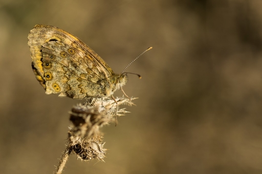 2012-10-17 / Olilignan
Par Olilignan [ Macro et proxi-photo ]
Mots-clés: papillon, macro