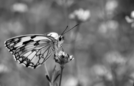 2012-10-27 / Olilignan
Par Olilignan dans [ Macro et proxi-photo ]
Mots-clés: papillon, noir et blanc, macro