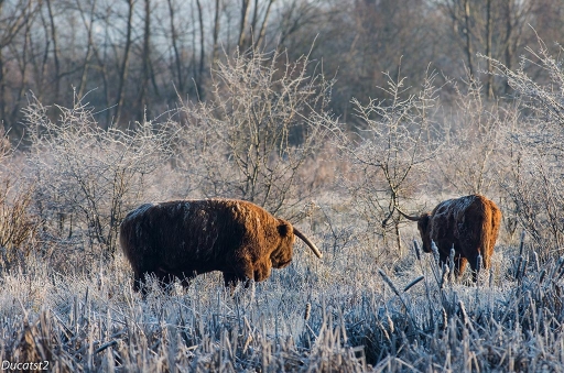 2015-01-09/Ducast2
Ducast2 [ Animaux de la ferme ]
