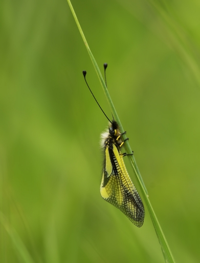 2017-07-04 Dedales
Dedales [Macro et proxiphotographie nature]
