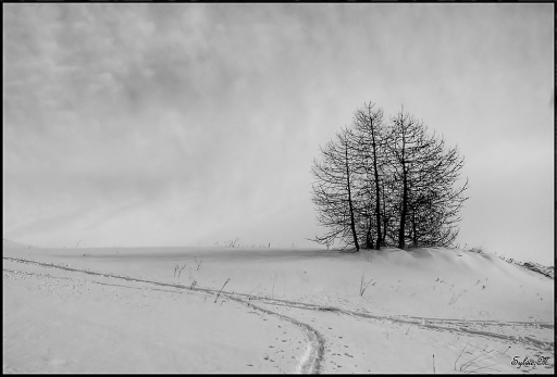2012-02-15/Sylve
Par Sylve dans [ Noir et Blanc, Sepia et desaturation partielle ]
