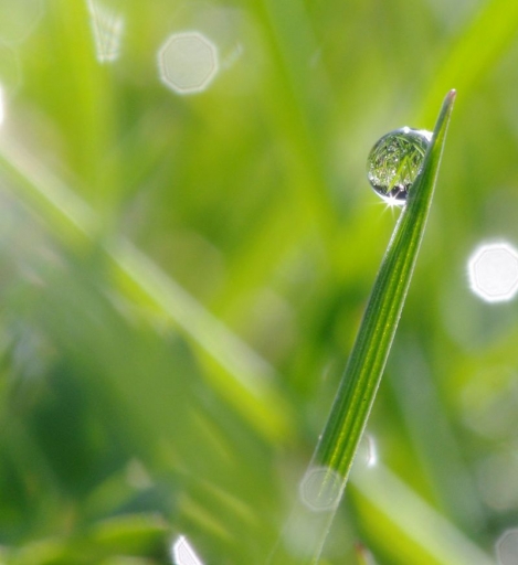 2012-03-12/Polluar
Par Polluar dans [ Macro et proxi-photo ]
