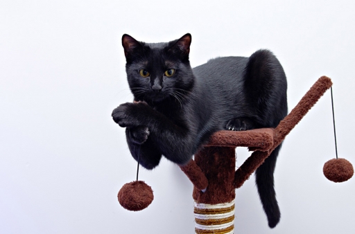 2014-02-07/dardi
dardi [ Animaux de compagnie ]
