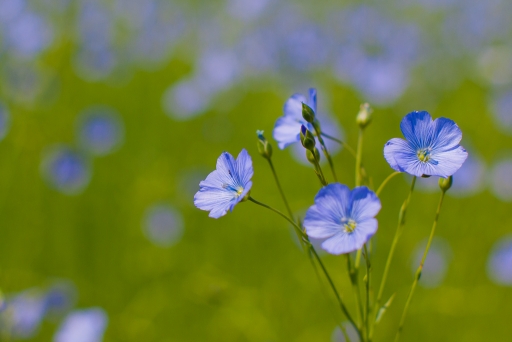 2013-07-05 / I.JUJU
I.JUJU [ Fleurs ]
